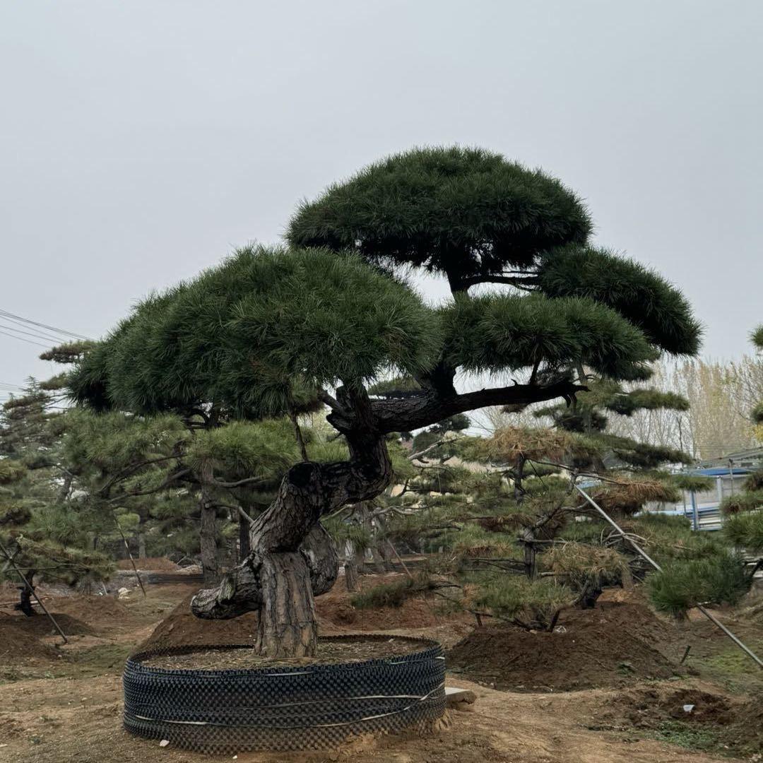 景韵造型松基地