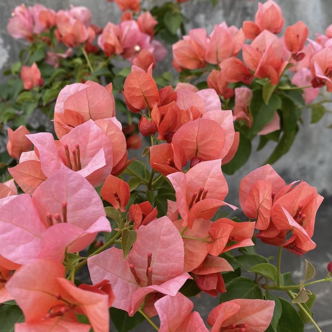 花与轩园艺1