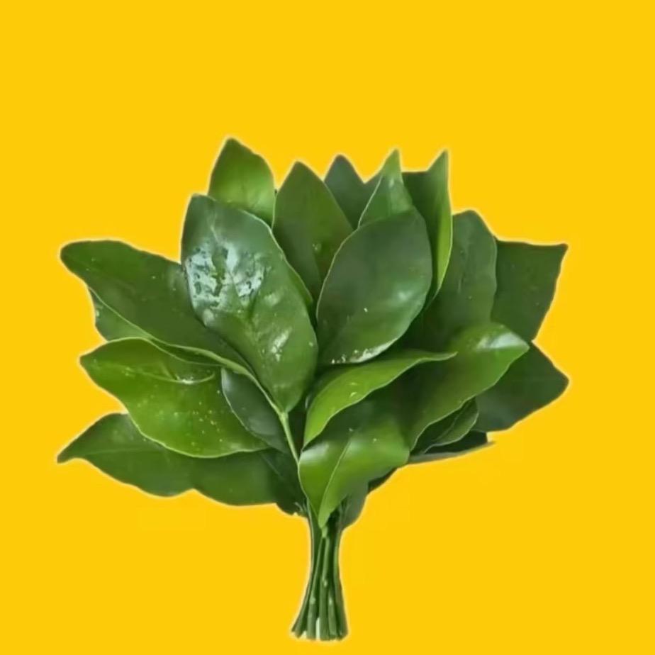 反正60年后就嘎了