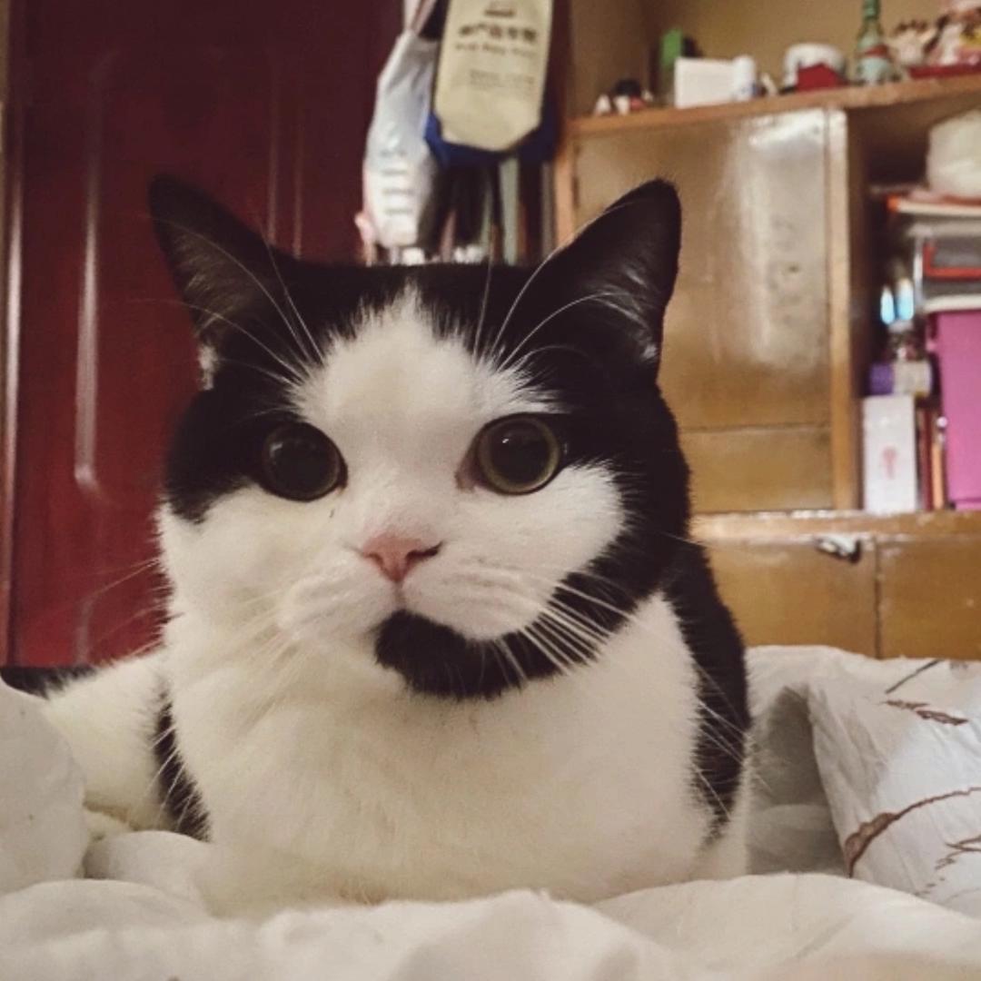 牛奶是只客服猫🐱
