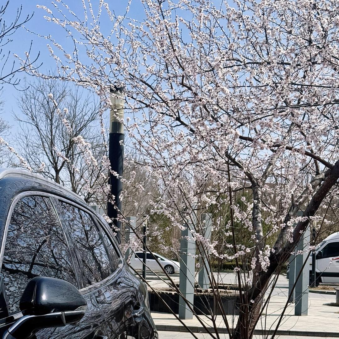 呆呆兔爱开车🚘