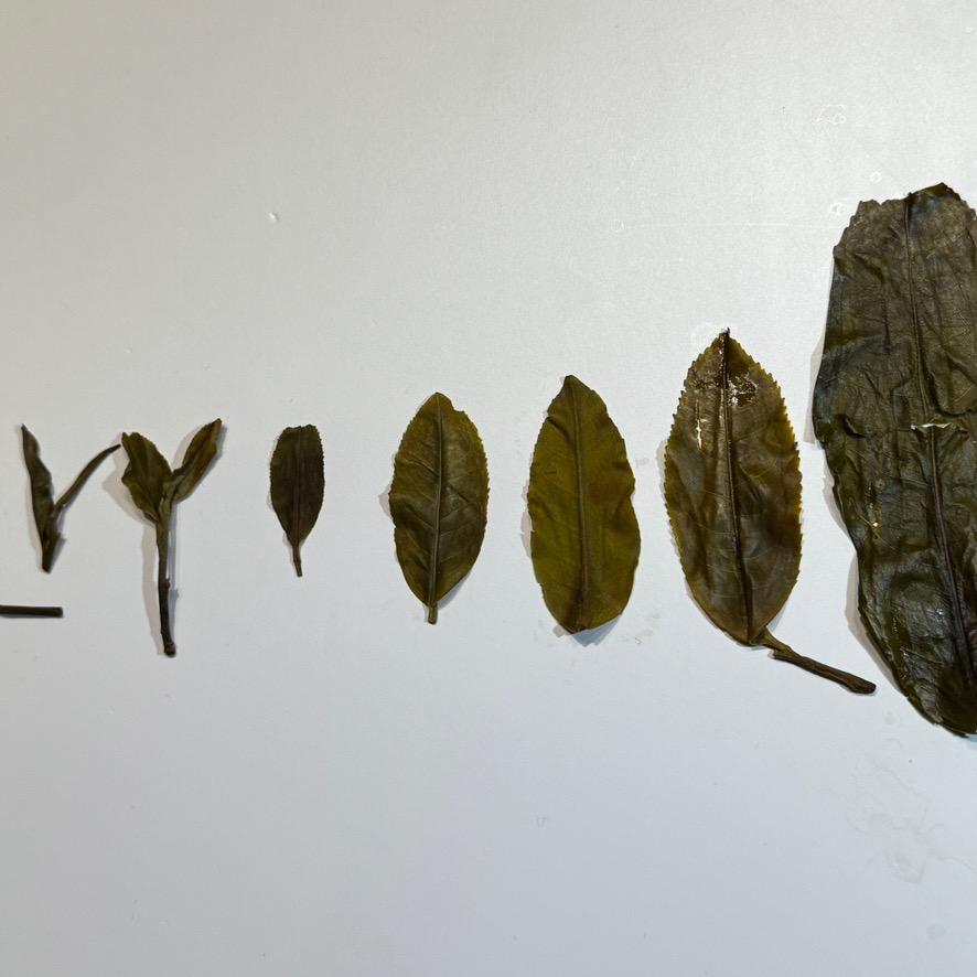 东氏好茶-“即饮普洱”