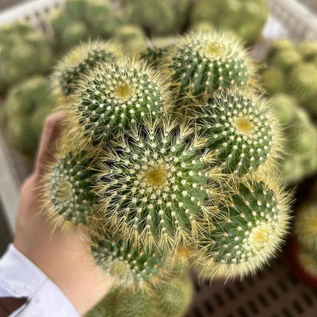 漠米粉团子安妈