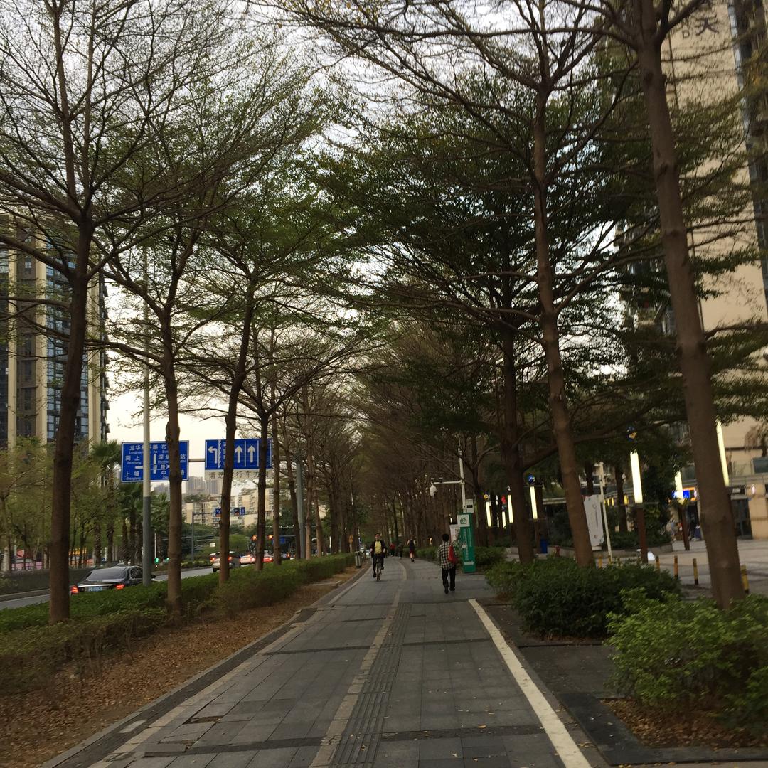 大树🌳