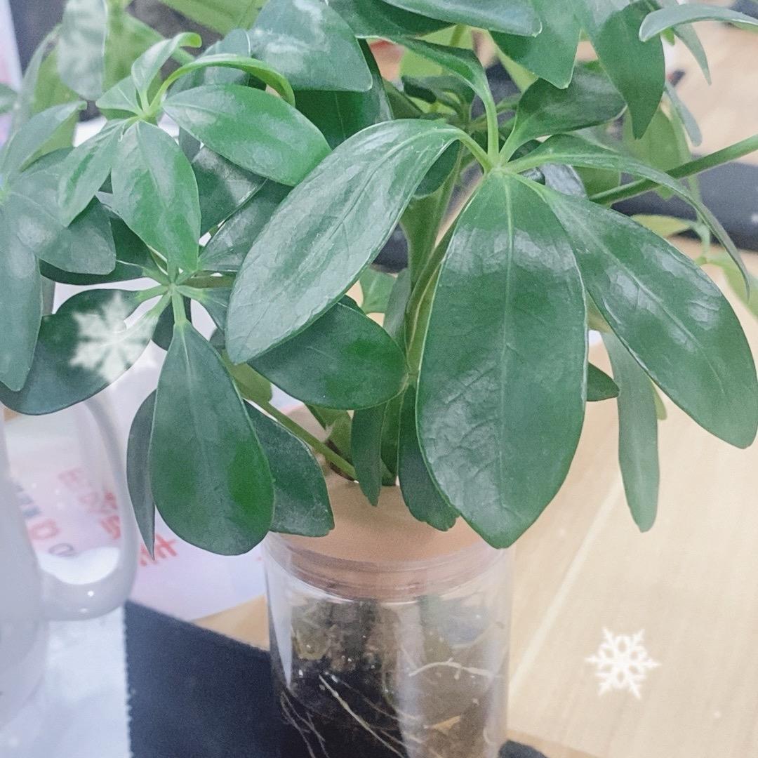 吃饭的欣