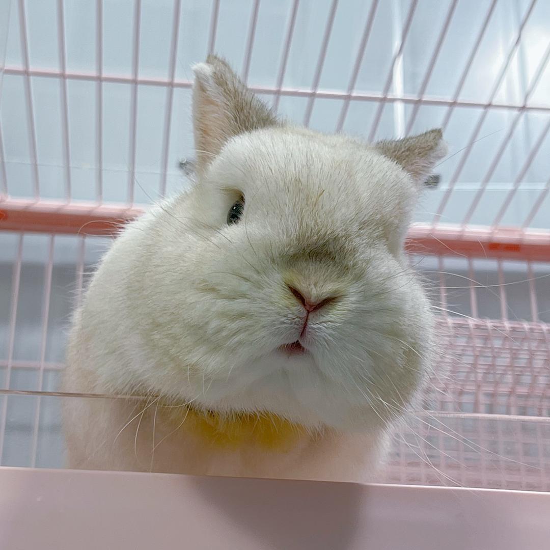 养兔少女老李🐰