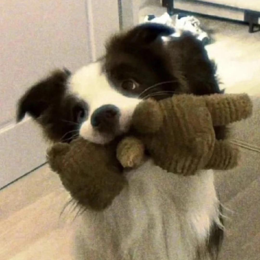 樺