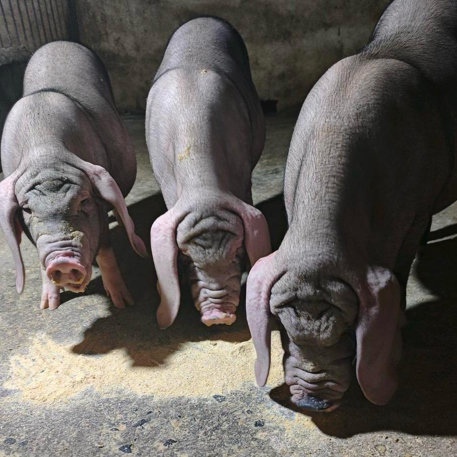 新农村太湖育种基地