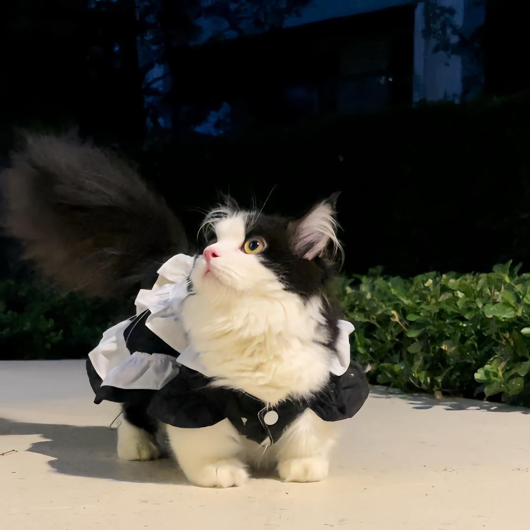 喵柒柒的猫