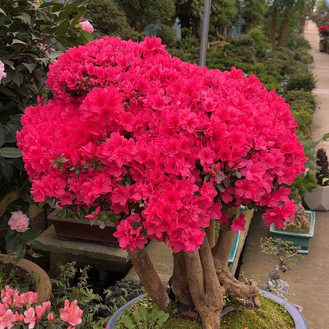老默的花园