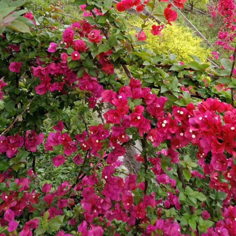 石姐🌸