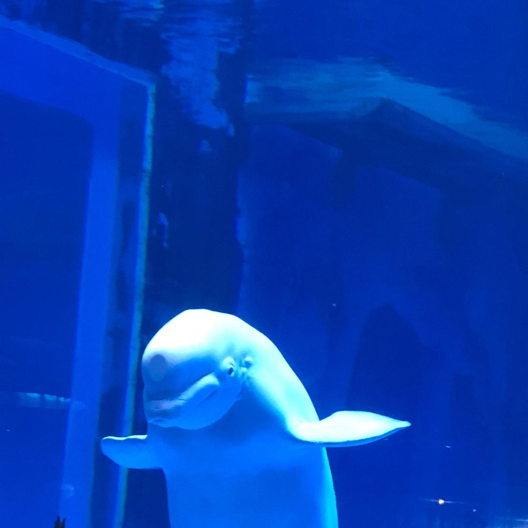 🐟白水🐠