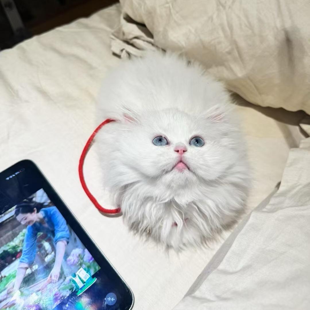 馨🦔