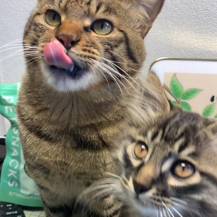 大咪小咪捡的猫