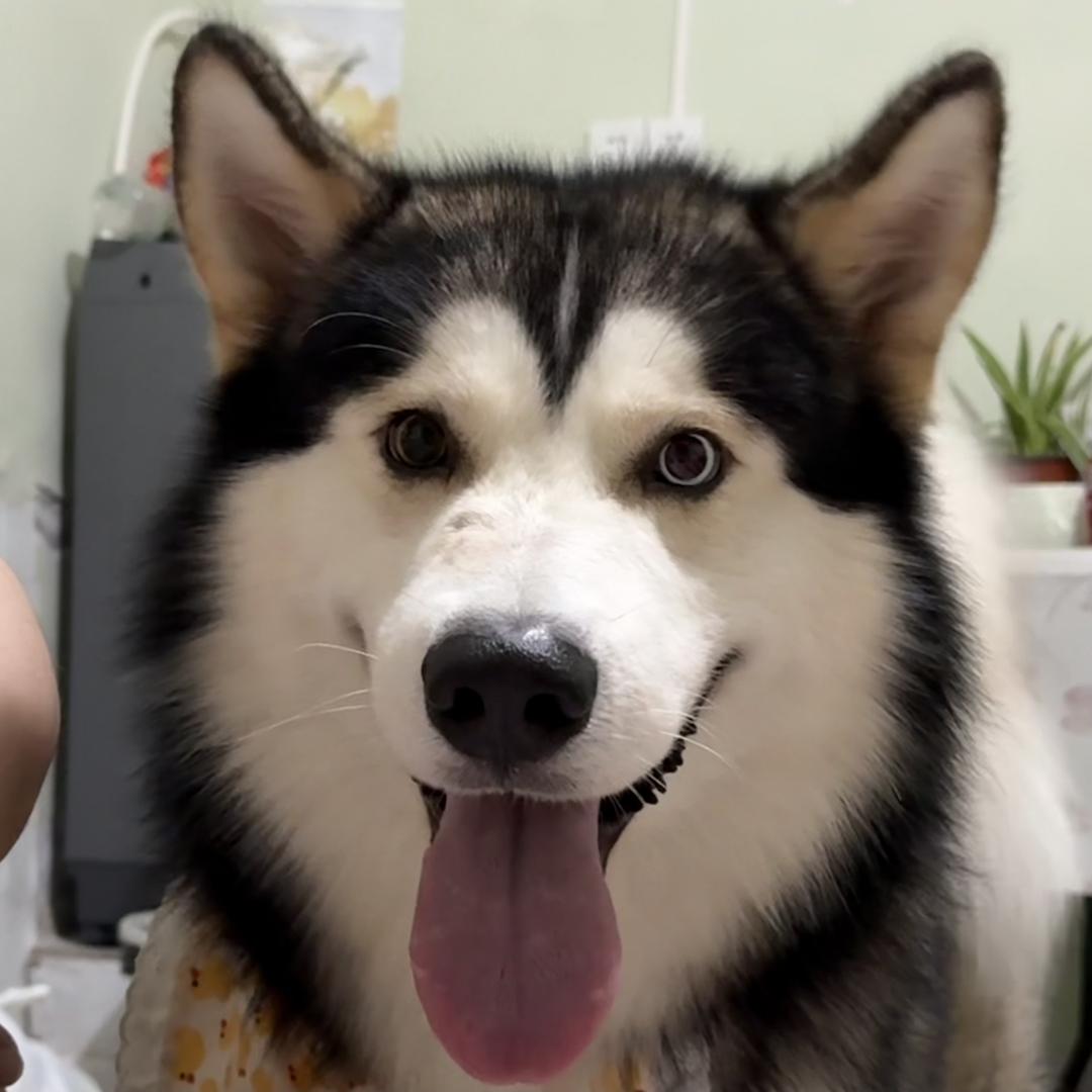 索尼八斤六
