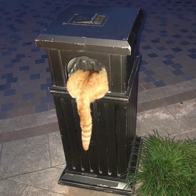 吴骏霖