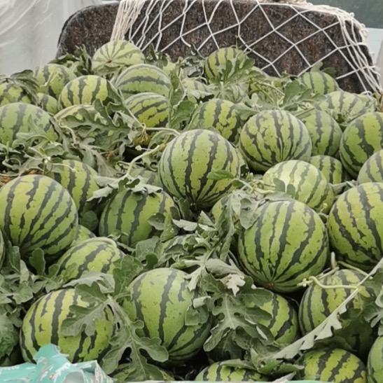 三金种植