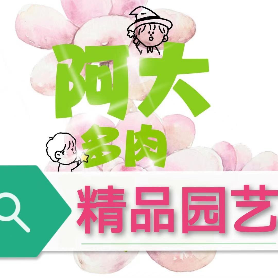 阿大多肉精品园艺