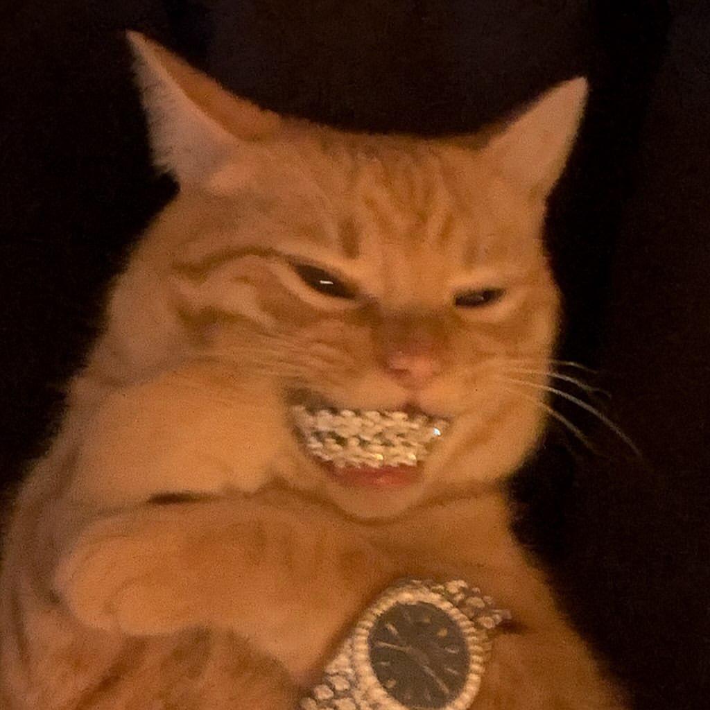 猫猫王🎐
