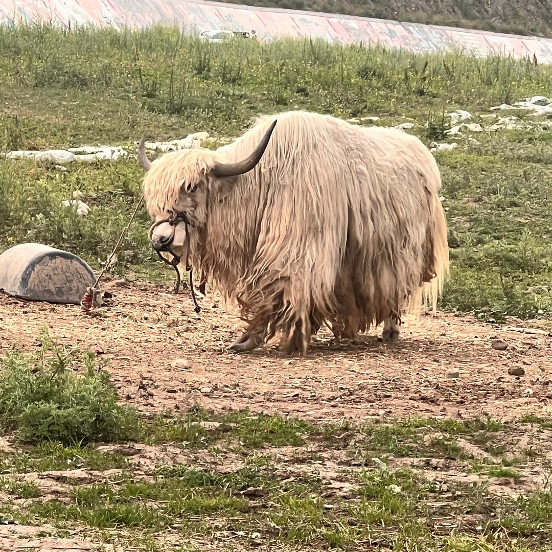 兰州拉面