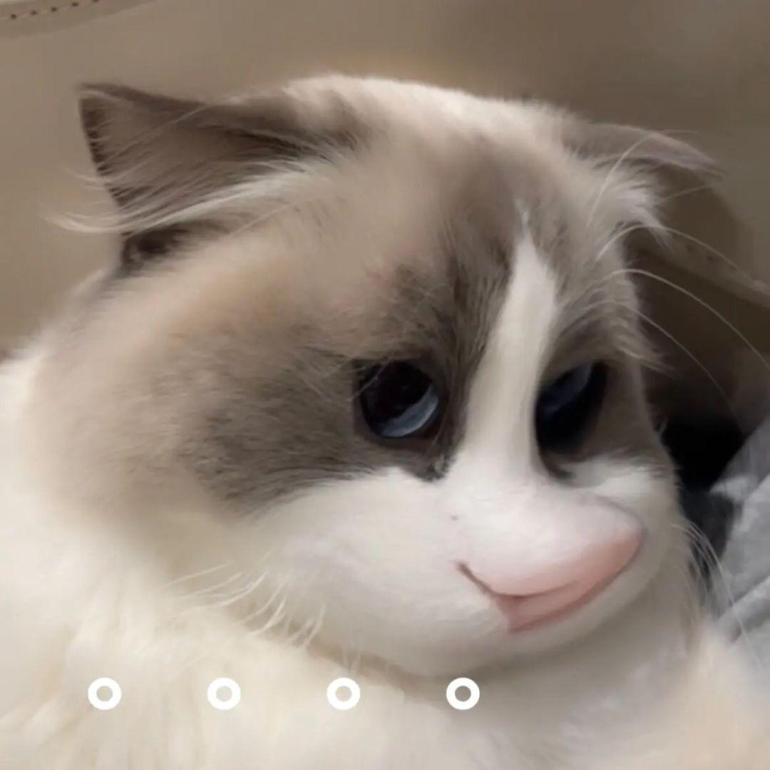 玉之絜