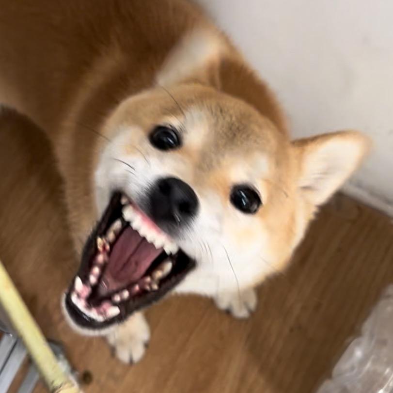 霸道总柴