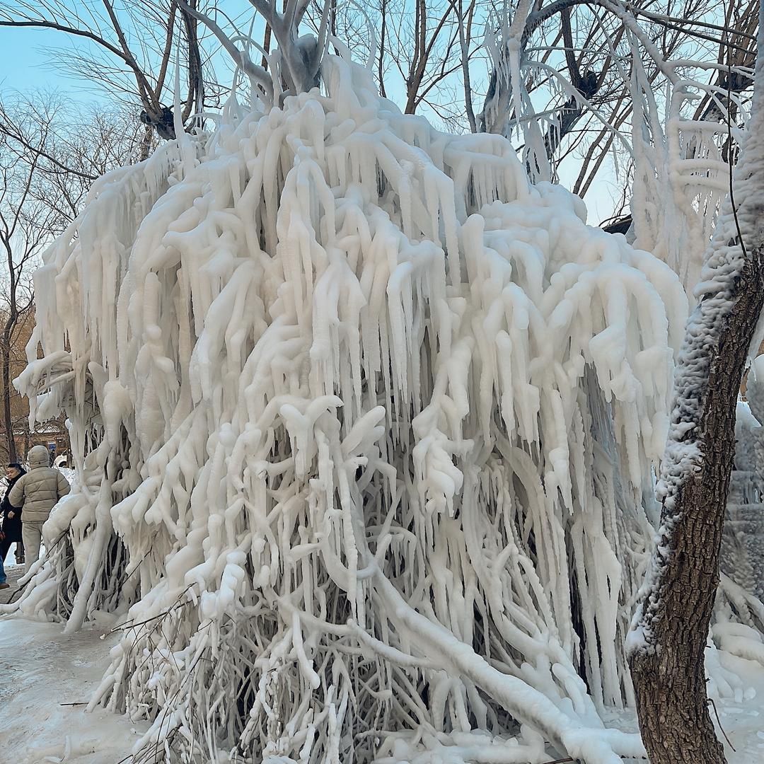 大可可阿