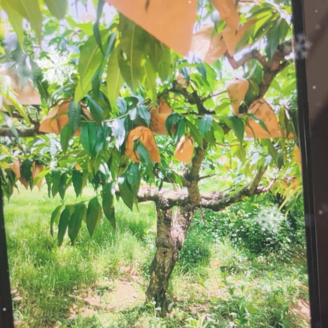 安顺精品黄桃