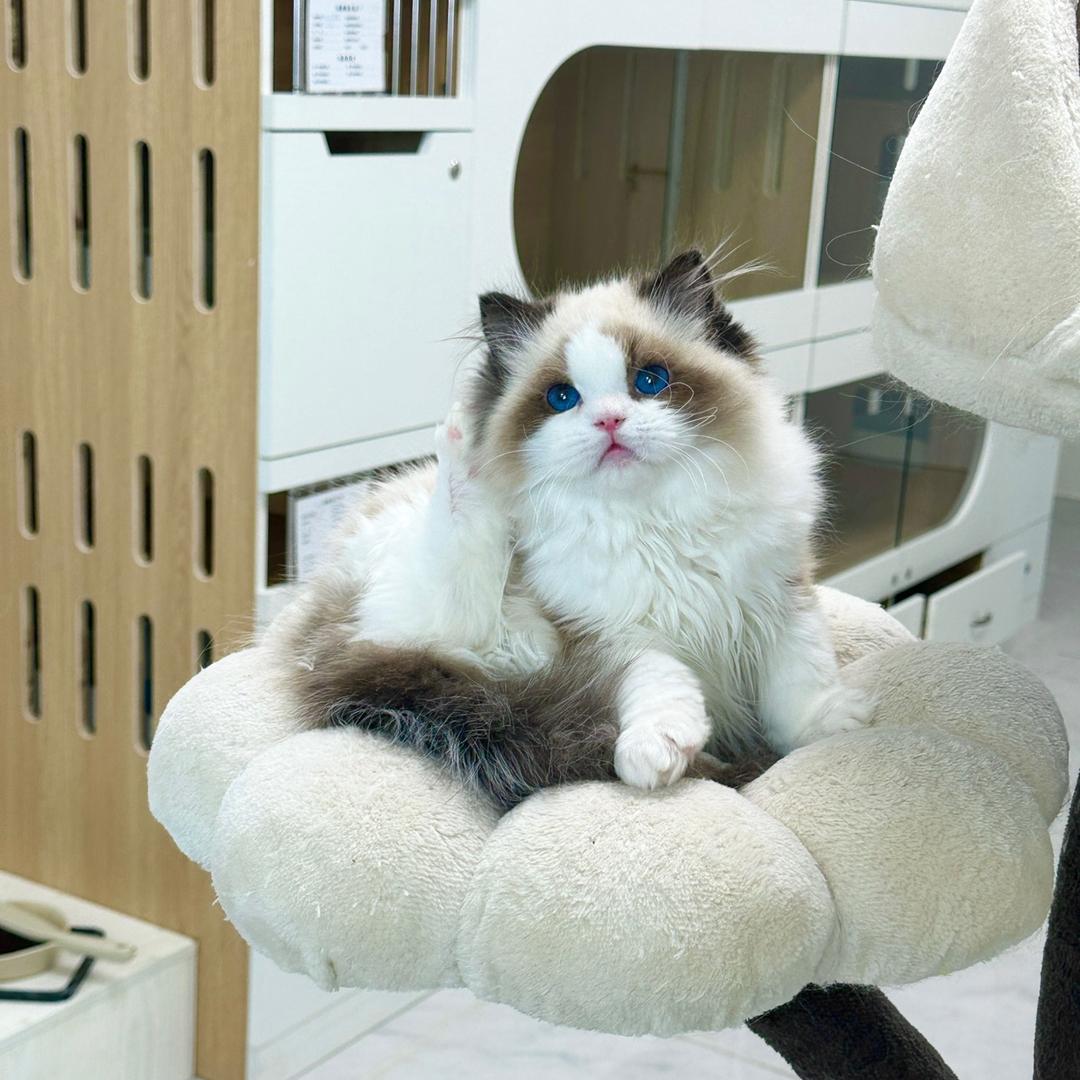 星星家布偶猫小助手