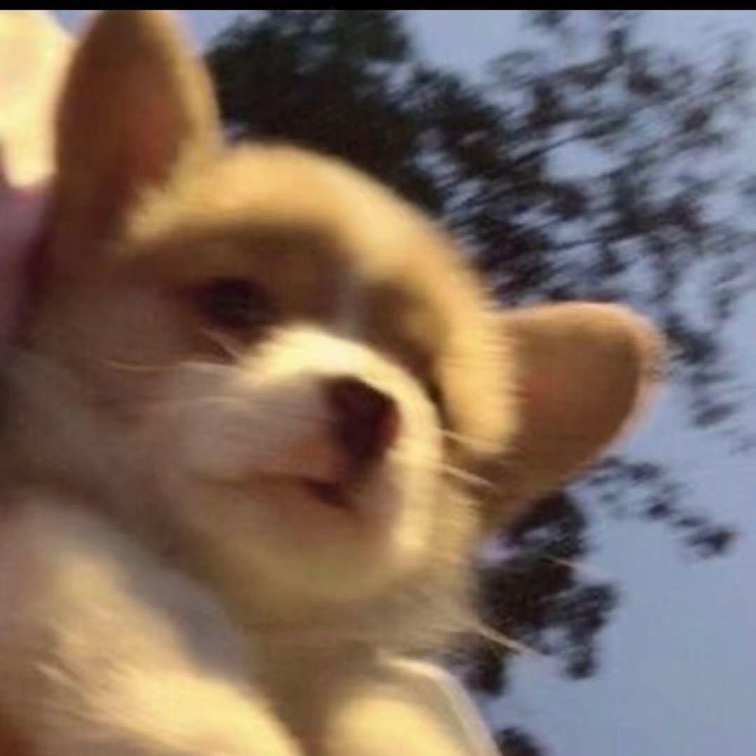 Kiz