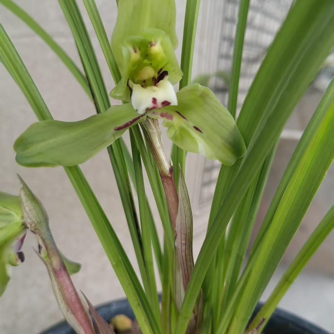 硒植花卉优品