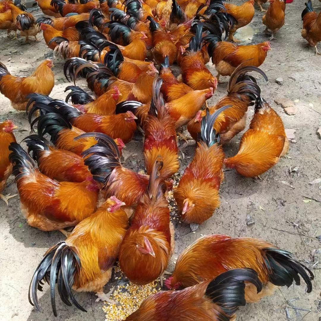 （韦二批发鸡）