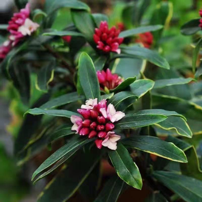 醉花间园艺