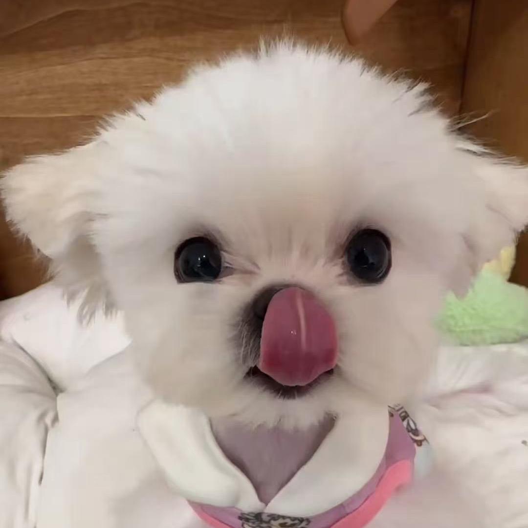萌主Nana