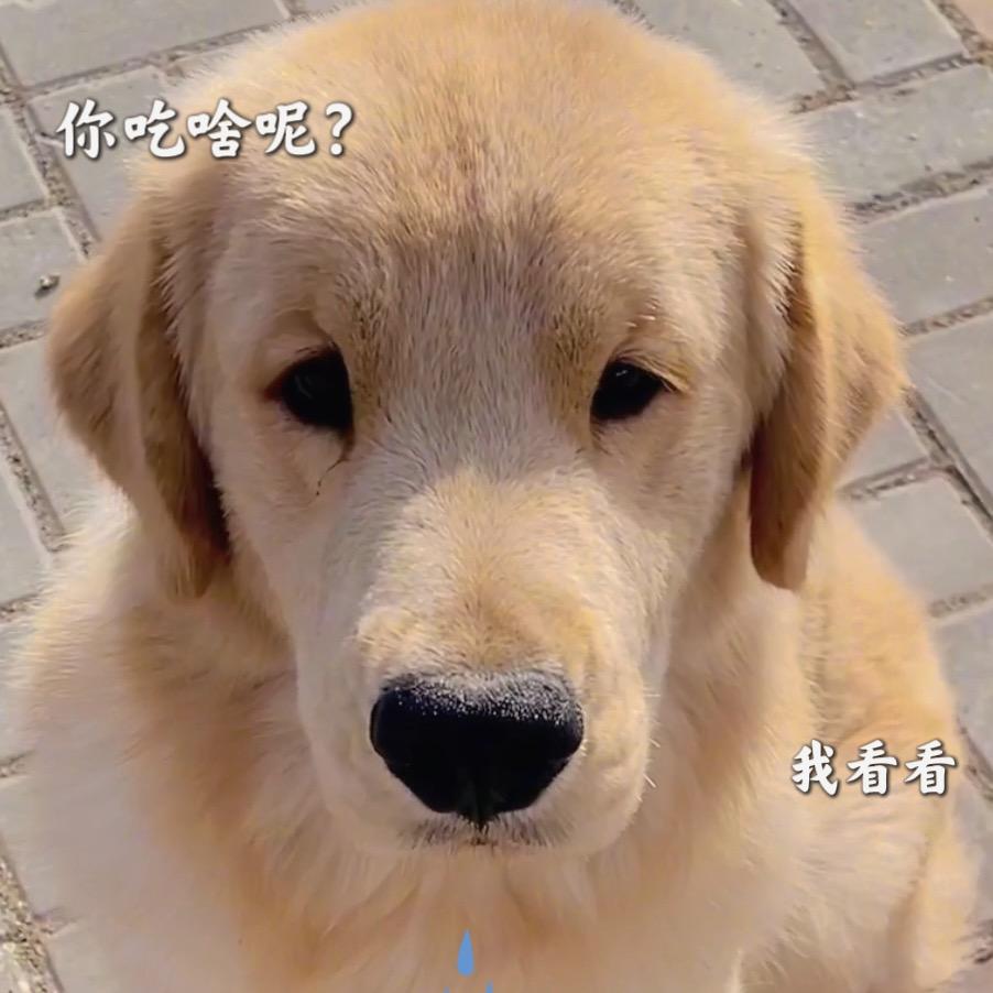 芒果爹地（金毛）2