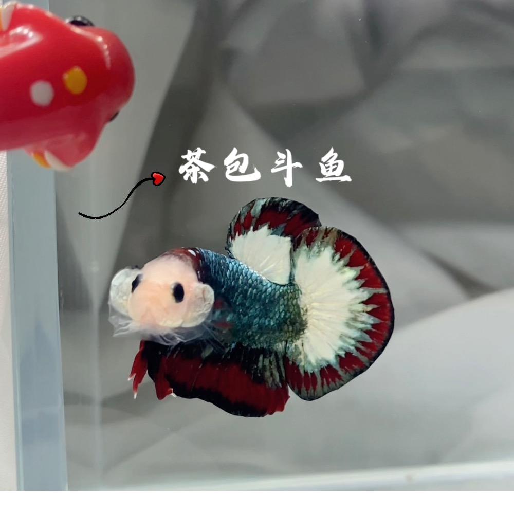 茶包泰国斗鱼（进群看鱼）