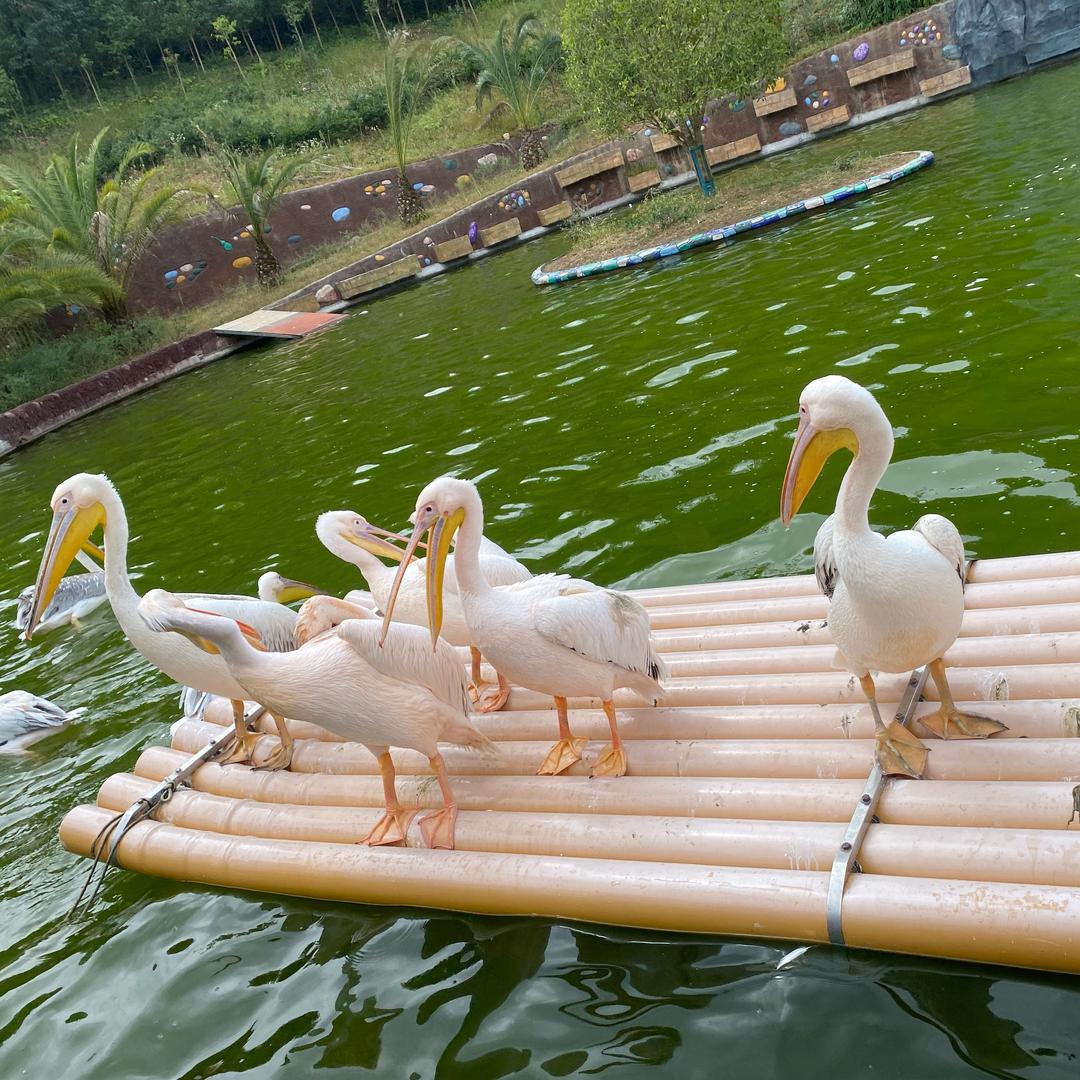 铃铛