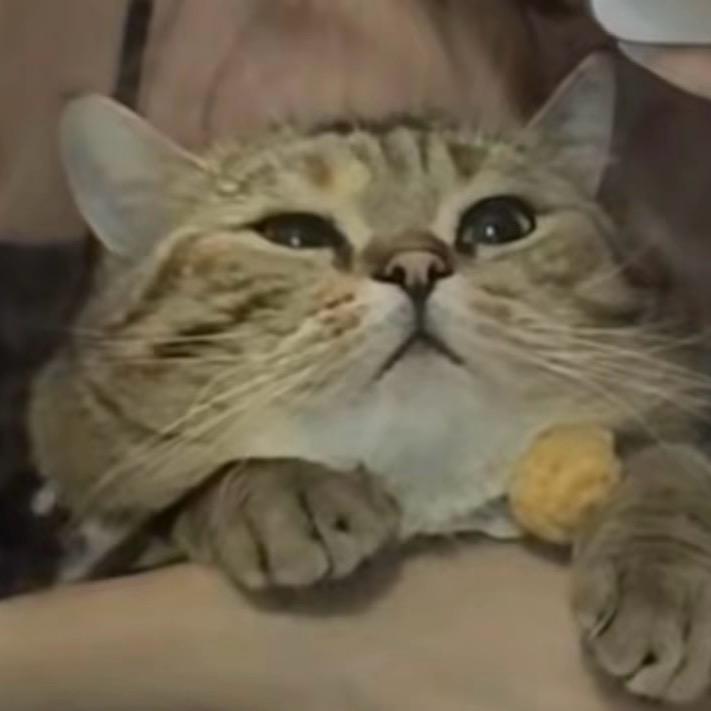 胖虎小来～