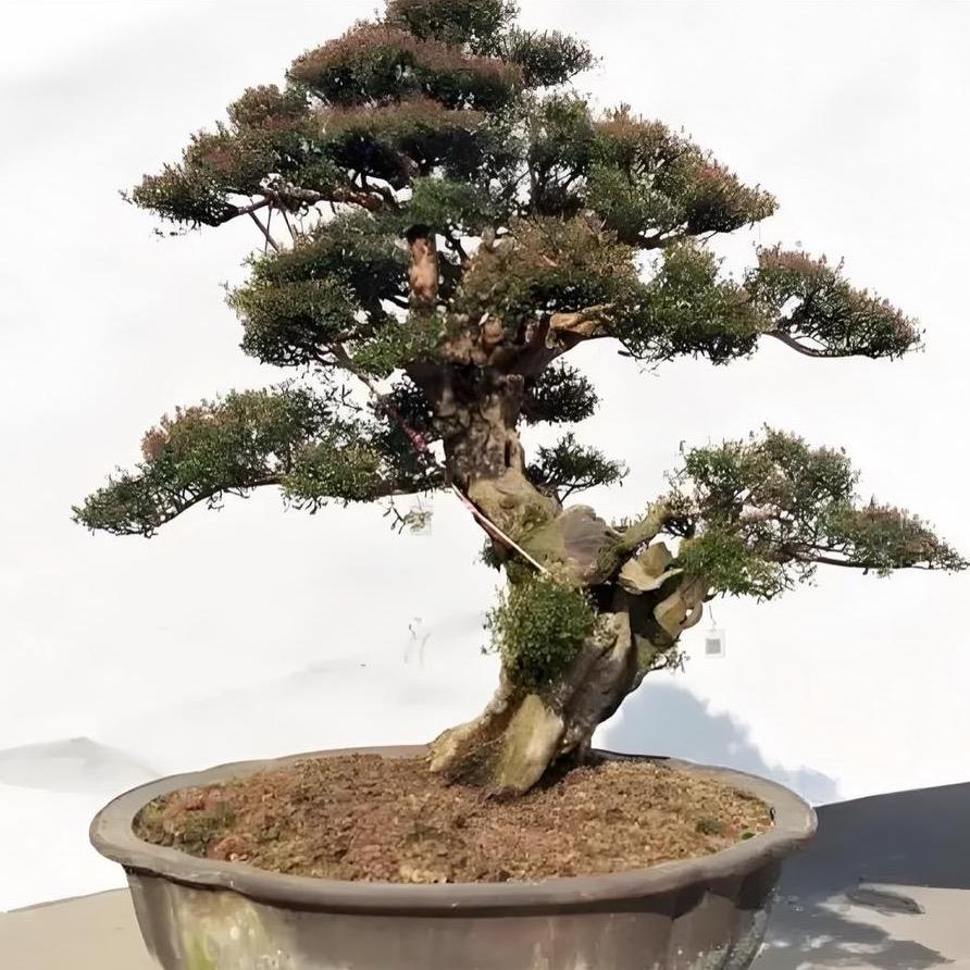 丽星盆栽