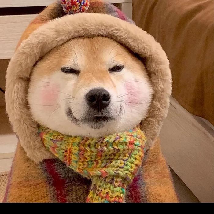 逗