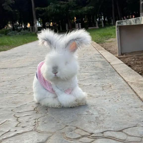 王先生的兔儿1