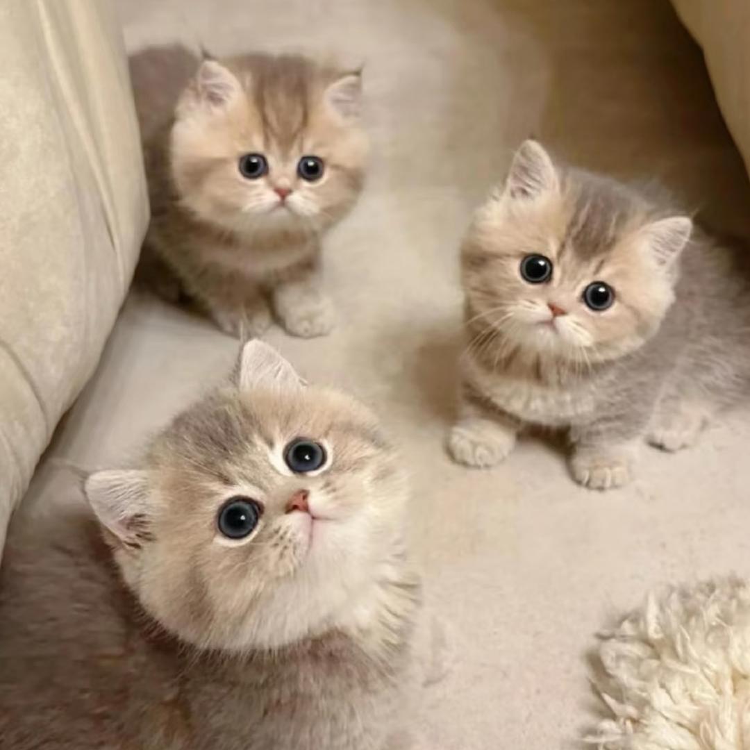 南宁头号玩家-小顽皮