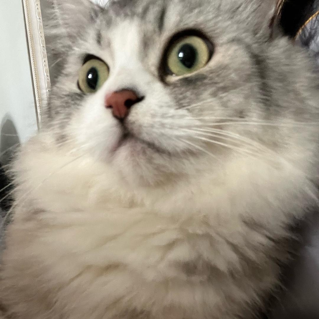 木马