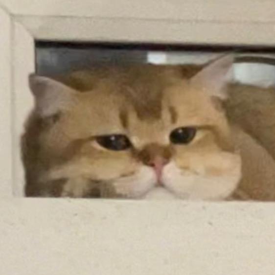 小酥肉是只猫