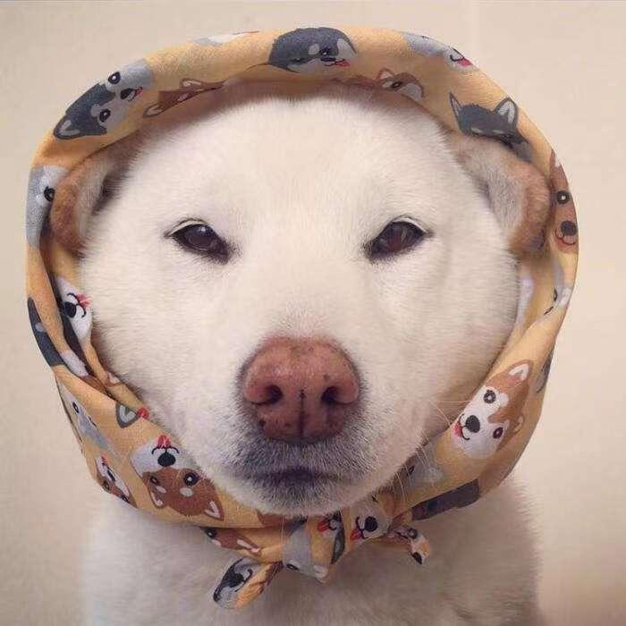 apollo