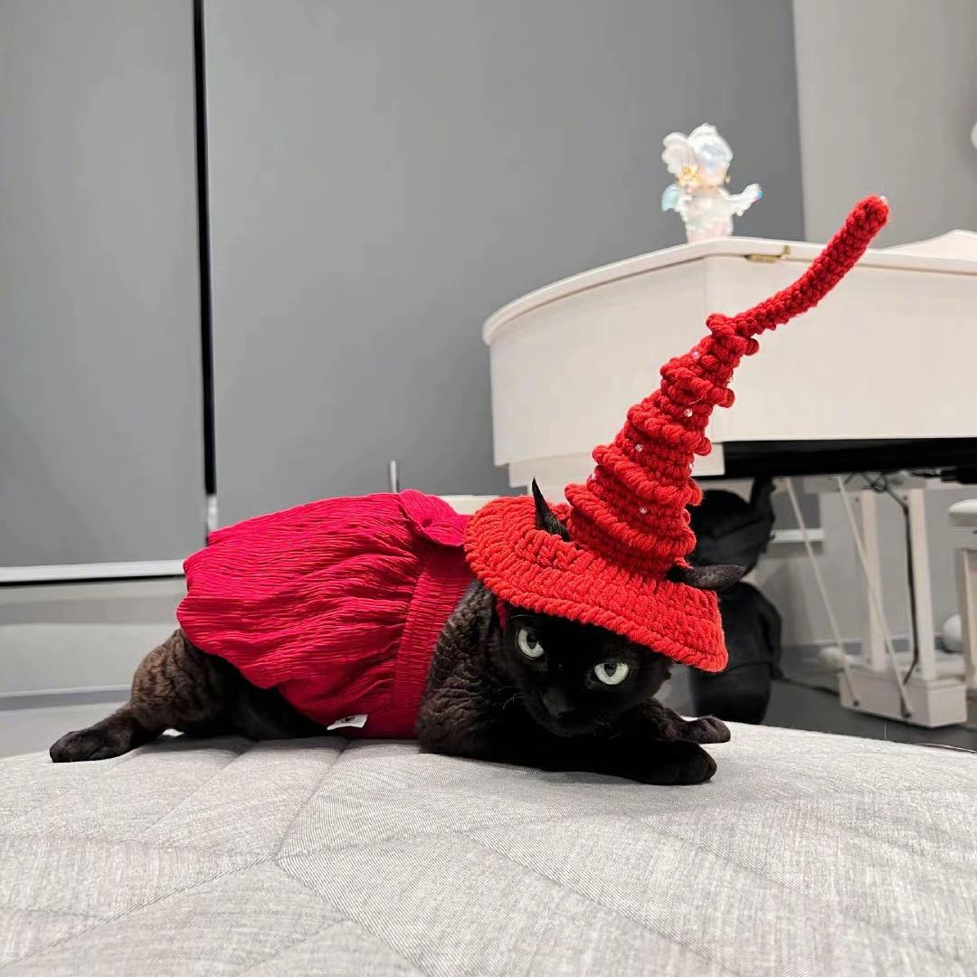 perper是只小胖猫