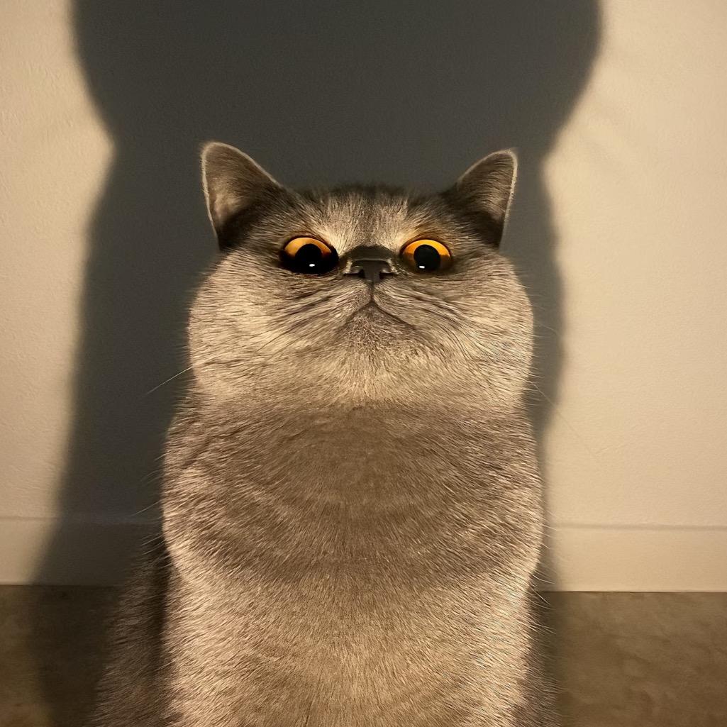 kt 小猫🐈