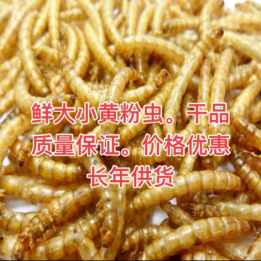 曹中豪*黄粉虫养殖#