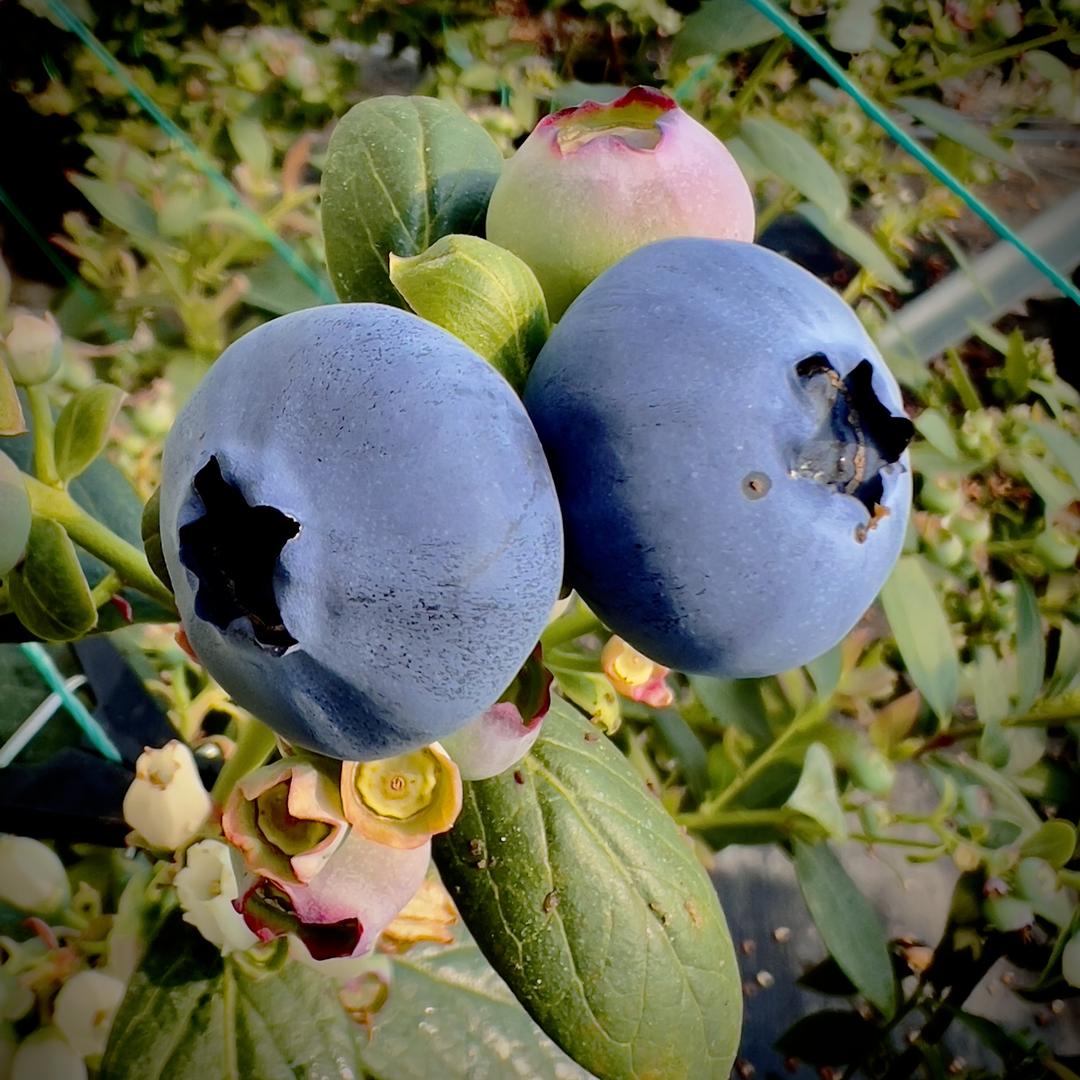 萍姐优选臻品坊