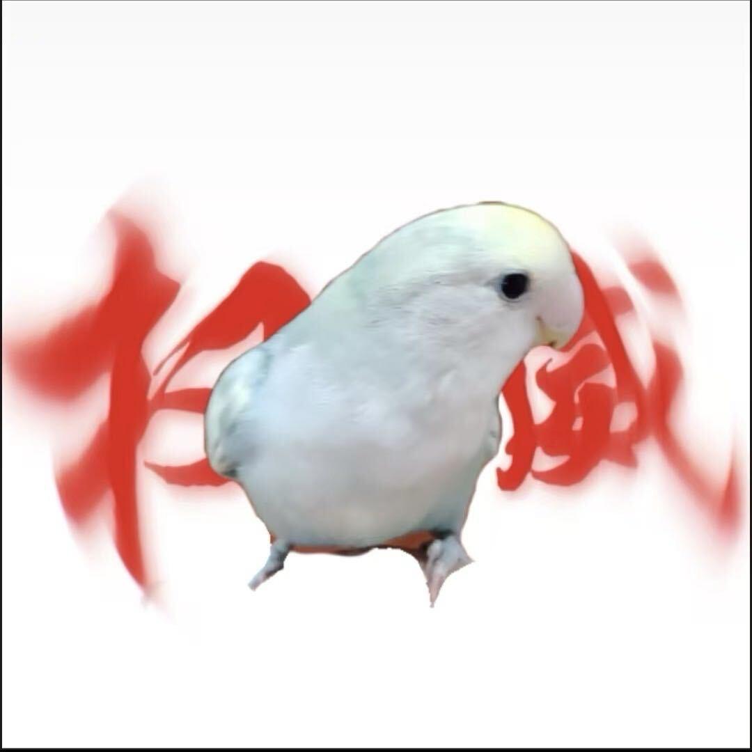 小蒋